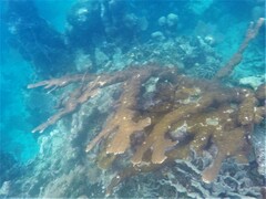 Acropora palmata