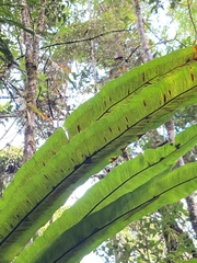 Aspleniaceae