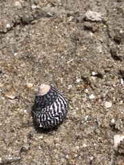 Austrocochlea porcata