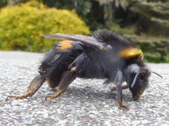 Bombus terrestris audax
