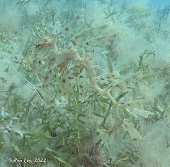 Phycodurus eques