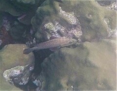 Cephalopholis cruentata