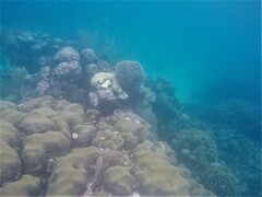 Cephalopholis cruentata