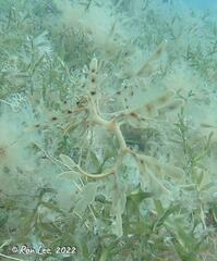 Phycodurus eques