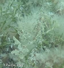 Phycodurus eques