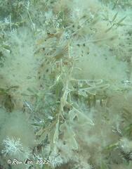 Phycodurus eques