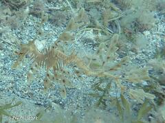 Phycodurus eques