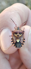 Codophila varia