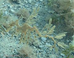 Phycodurus eques