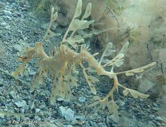 Phycodurus eques