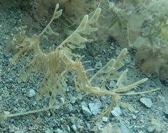 Phycodurus eques