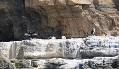 Phalacrocorax fuscescens
