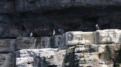 Phalacrocorax fuscescens