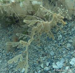 Phycodurus eques