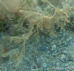 Phycodurus eques