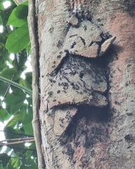 Ropalidia sumatrae