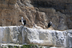 Phalacrocorax fuscescens