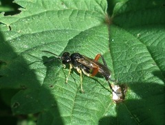 Macrophya rufipes