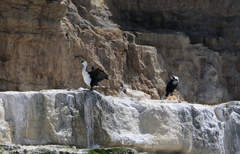 Phalacrocorax fuscescens