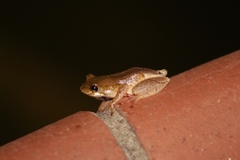 Hyperolius marmoratus marmoratus