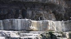 Phalacrocorax fuscescens