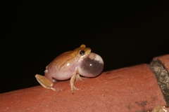 Hyperolius marmoratus marmoratus