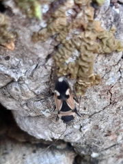 Raglius confusus