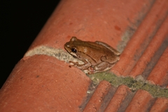 Hyperolius marmoratus marmoratus