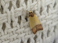 Heteroteucha dichroella