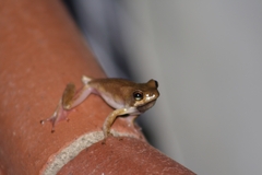 Hyperolius marmoratus marmoratus