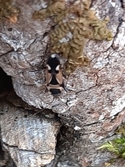 Raglius confusus