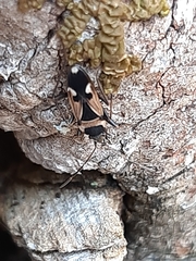 Raglius confusus