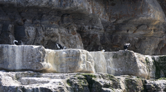 Phalacrocorax fuscescens