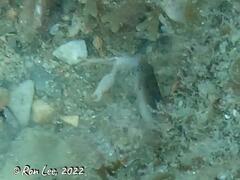 Austrolabrus maculatus