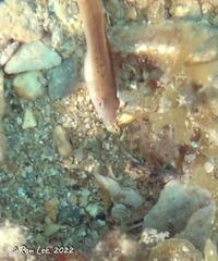 Austrolabrus maculatus