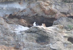 Phalacrocorax fuscescens