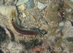 Austrolabrus maculatus