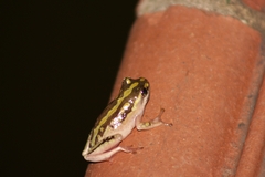 Hyperolius marmoratus marmoratus
