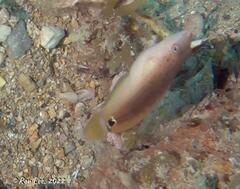 Austrolabrus maculatus