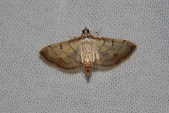 Marasmia trapezalis