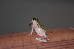 Hyperolius marmoratus marmoratus