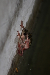 Hyperolius marmoratus marmoratus