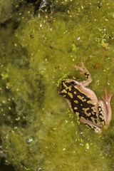 Hyperolius marmoratus marmoratus