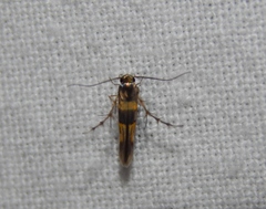 Stathmopoda luminata