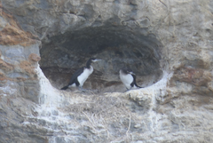 Phalacrocorax fuscescens