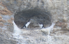 Phalacrocorax fuscescens