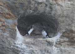 Phalacrocorax fuscescens