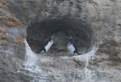 Phalacrocorax fuscescens