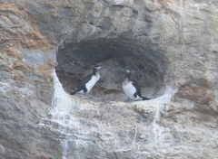 Phalacrocorax fuscescens