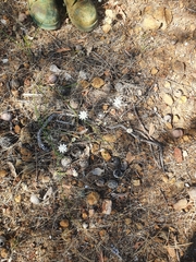 Actinotus leucocephalus